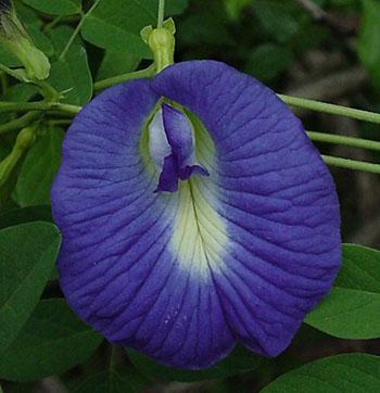 Hasil gambar untuk Clitoria ternatea