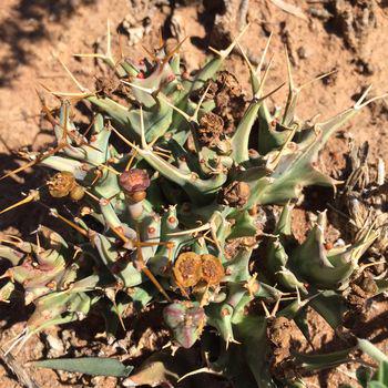 Euphorbia groenewaldii (Seloba Chuene)