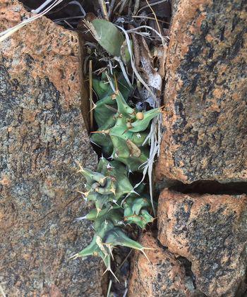 Euphorbia groenewaldii grows among rocks (Seloba Chuene)