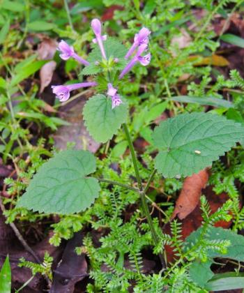 Stachys tubulosa in habitat, Mbumbazi Nature Reserve, Shelly Beach (Graham G, iSpot)