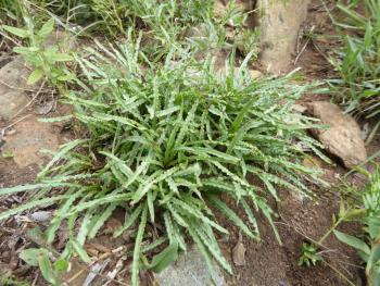 Forms clusters of numerous bulbs in small dense colonies