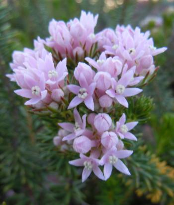 Phylica gnidioides