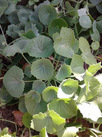 Senecio oxyriifolius foliage