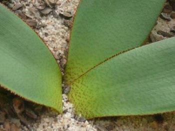 crossyne guttata plantzafrica another word for rewarding