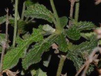 Lyre-shaped leaves, rough and covered in glandless hairs