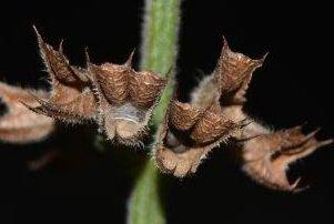 Nutlet seeds inside they calyx