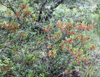 Combretum vendae var. glabratum, Leshiba, Soutpansberg (Wynand Uys, iSpot)