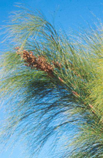 Male inflorescence of hundreds of small, spherical, shiny brown flowers at the ends of the branched culms