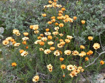 Dimorphotheca tragus, in habitat.