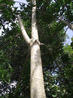 Gonioma kamassi (Andrea Durrheim)