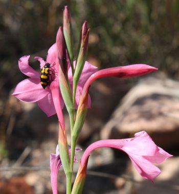 Tepals are consumed by Lunate blister beetles