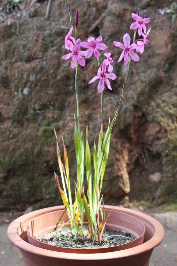 Watsonia strictiflora as a container subject