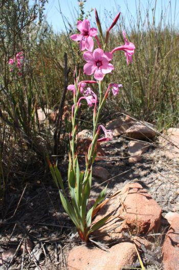 Corms wedged between stones in Swartland Shale Renosterveld.