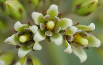 Cordylogyne globosa, flowers - note the club-shaped gynostegial head in the centre of the flower.