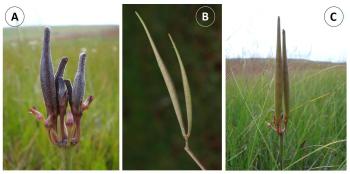 Follicles (fruit) of Cordylogyne globosa (Phtotos A, C, Judd Kirkel and B, Melissa Glen)