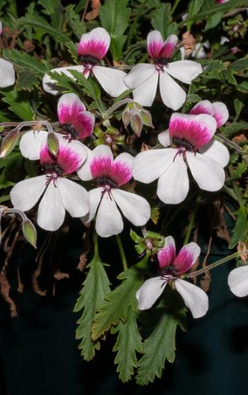 Pelargonium tricolor, flowers and foliage (Photo Adam Harrower)