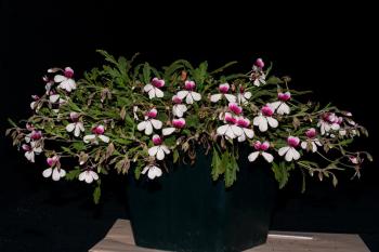 Pelargonium tricolor does well in pots (Photo Adam Harrower)