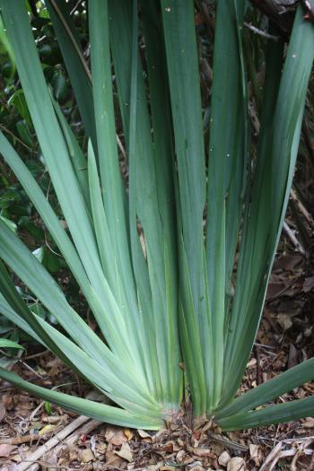 Dietes Iridoides Germination