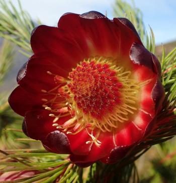 Flowers can be seen inside the cup-shaped flower heads (Marian Oliver)