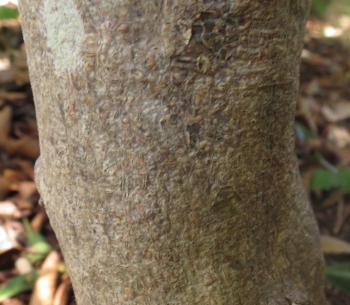 Rinorea angustifolia subsp. natalensis, bark.