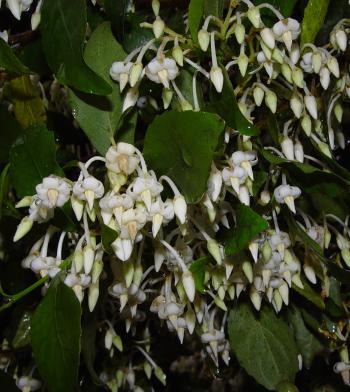 Rinorea angustifolia subsp. natalensis, in flower (Geoff Nichols).