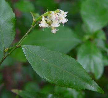 Rinorea angustifolia subsp. natalensis (Geoff Nichols)