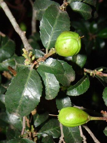 Rinorea angustifolia subsp. natalensis, fruit (Geoff Nichols).