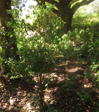 Rinorea angustifolia subsp. natalensis, growing in the understorey at Kirstenbosch.