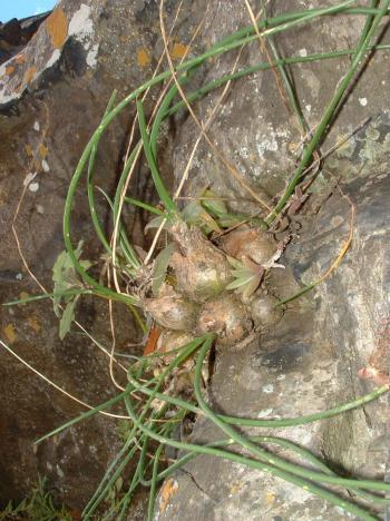 Drima loedolffiae in habitat, growing on a rocky cliff along the Kei River (Eastern Cape).