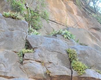Aloe reynoldsii grows on sheer cliffs.