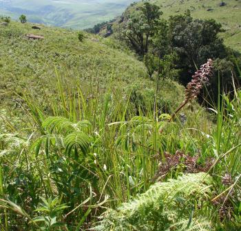 Melianthus villosus in the Royal Natal National Park (F.R. de Villiers, iSpot).