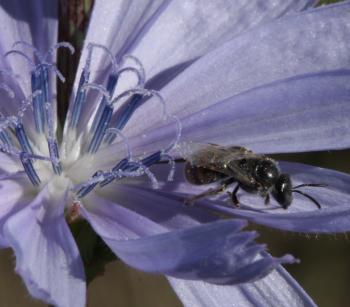 A pollinator of Cichorium intybus.