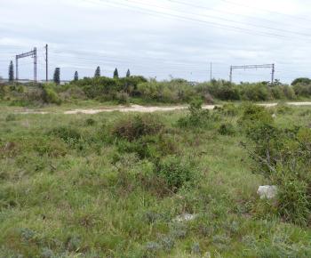 Habitat of Ledebouria coriaceae, near Port Elizabeth. 