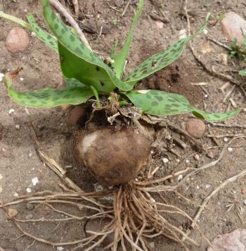 Ledebouria coriaceae has rounded bulbs and fibrous roots.