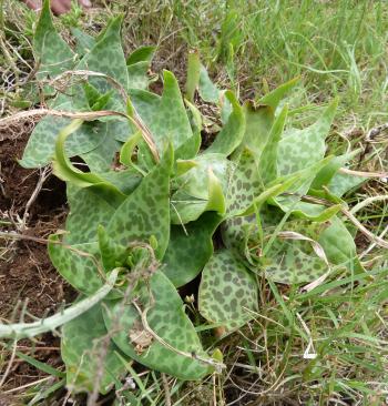 Ledebouria coriaceae occasionally grows in clusters of several individuals.