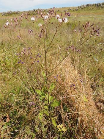 Senecio gerrardii in the Verlorenvlei wetland.