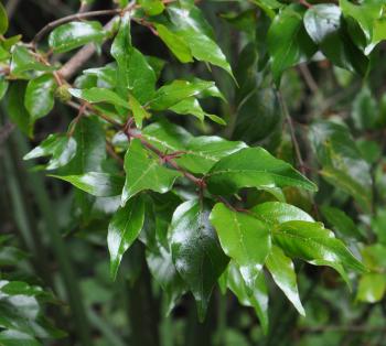 Cephalanthus natalensis, foliage (Alice Notten).