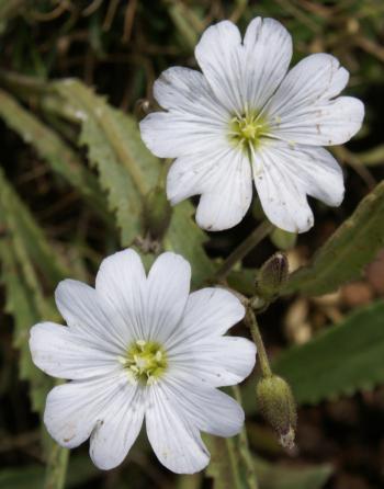 Cerastium arabidis flowers, showing shape and colour of the petals (Harrie de Vries).