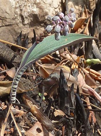 Ledebouria papillata, plants with a single leaf are also found.