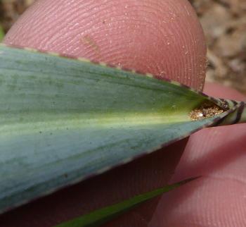 Fine blue colour which rubs off Ledebouria glauca leaves when touched. 