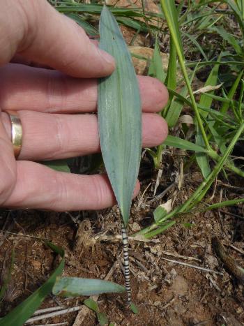 Black and white banded stem-like leaf bases are a useful character for identification of Ledebouria glauca. 