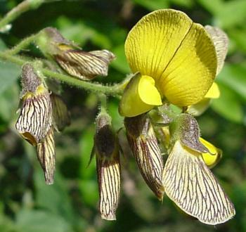 Rhynchosia caribaea, flowers in axillary racemes (Geoff Nichols).