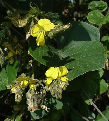 Rhynchosia caribaea (Geoff Nichols)