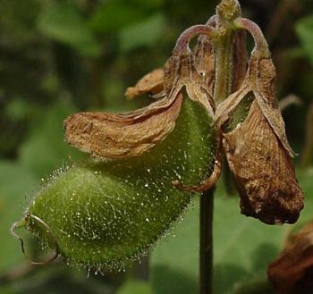 Rhynchosia caribaea, fruit a pod covered in long sillky hairs (Geoff Nichols).