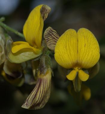 Rhynchosia caribaea (Geoff Nichols)