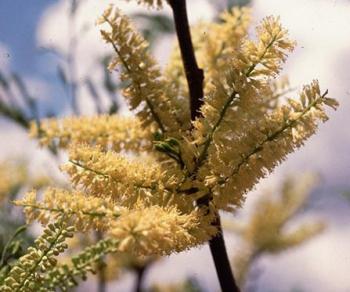 Elephantorrhiza burkei, fragrant, creamy white to yellow flower spikes in early summer.