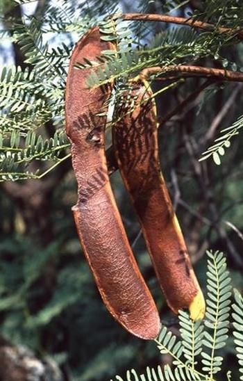 Elephantorrhiza burkei, flat, brown to reddish brown pods.