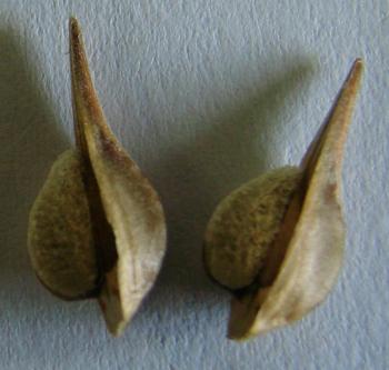 Barleria quadriloba, seed capsules contain 2 seeds.