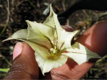 Gladiolus longicollis (Dineo Dibakwane)