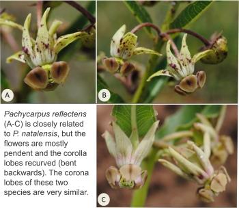 Flowers of Pachycarpus reflectens, a species closely-related to P. natalensis.